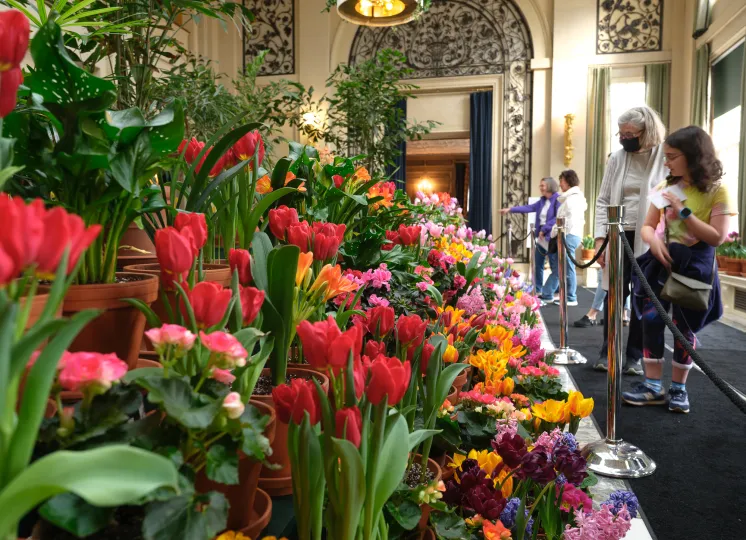 A Dutch Connection flower display
