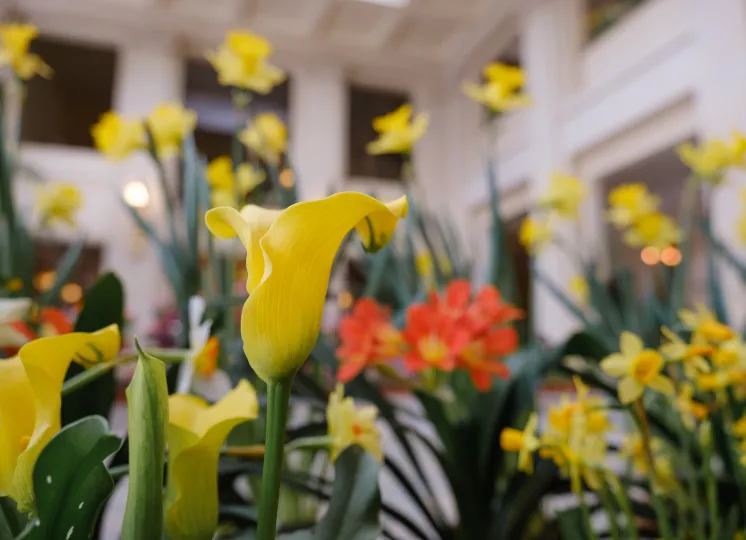 Yellow tulips at the Dutch Connection display