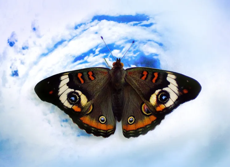 Close up of a butterfly with "eyes" on its wings 