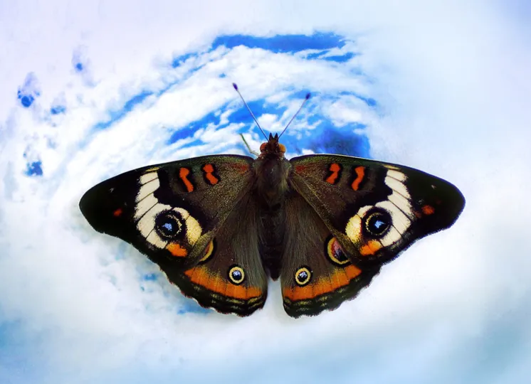 Close up of a butterfly with "eyes" on its wings 