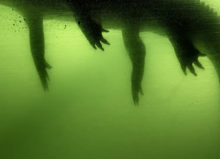 Alligator legs in green water