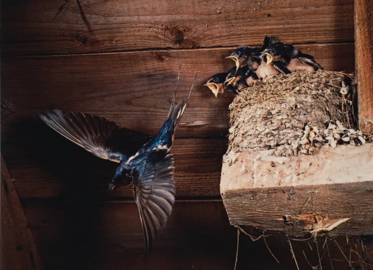  Barn Swallow