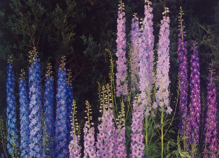  Edward Steichen (American, b. Luxembourg, 1879–1973), Delphiniums, 1940. Dye imbibition print. George Eastman Museum, bequest of Edward Steichen, 1981. © 2025 estate of Edward Steichen/Artists Rights Society (ARS)