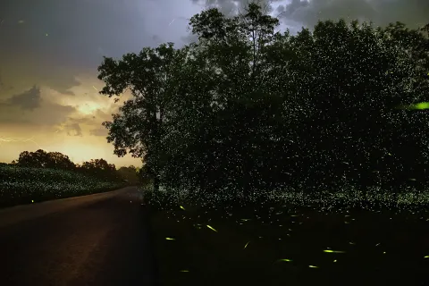 Still from Curve the Night Sky. Courtesy of the artist and Microscope Gallery.