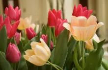 Dutch Connection tulips