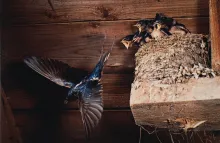 Barn Swallow