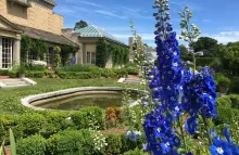 Blue flowers in the Townson Terrace Garden