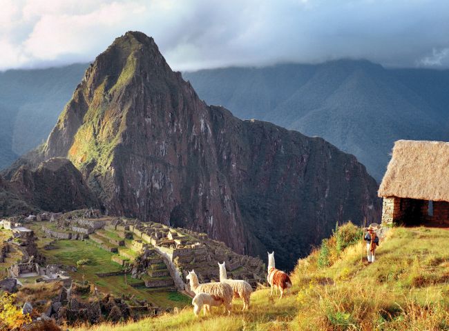 Llamas on hillside in Peru