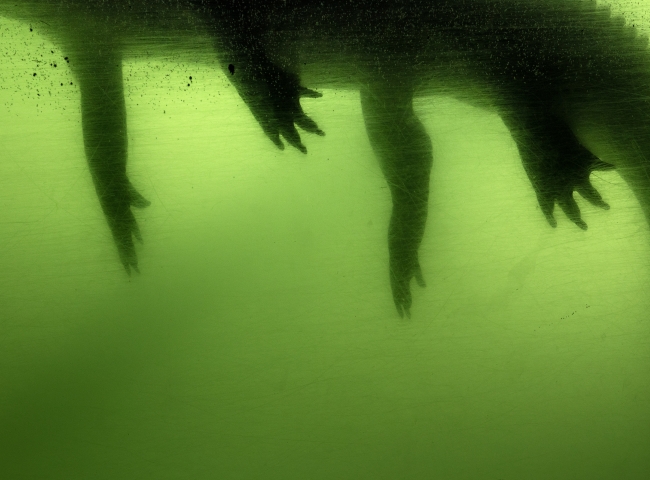Alligator legs in green water