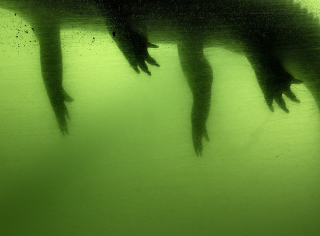 Alligator legs in green water