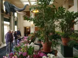 A flower display in the mansion's conservatory during the Dutch Connection display
