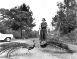 still from Flannery