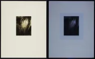 Work by Stieglitz