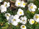 Japanese anemone