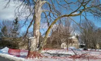 Damaged beech tree