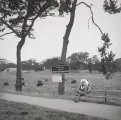 Golden Gate Park, Buffalo Paddock, 1997, by Zig Jackson