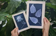 Floral cyanotypes in front of plant