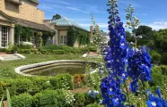Blue flowers in the Townson Terrace Garden
